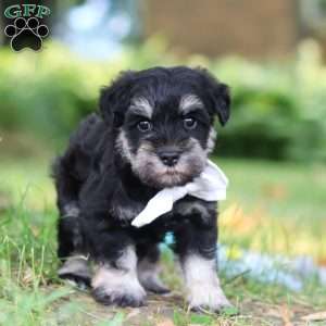 Benji, Miniature Schnauzer Puppy